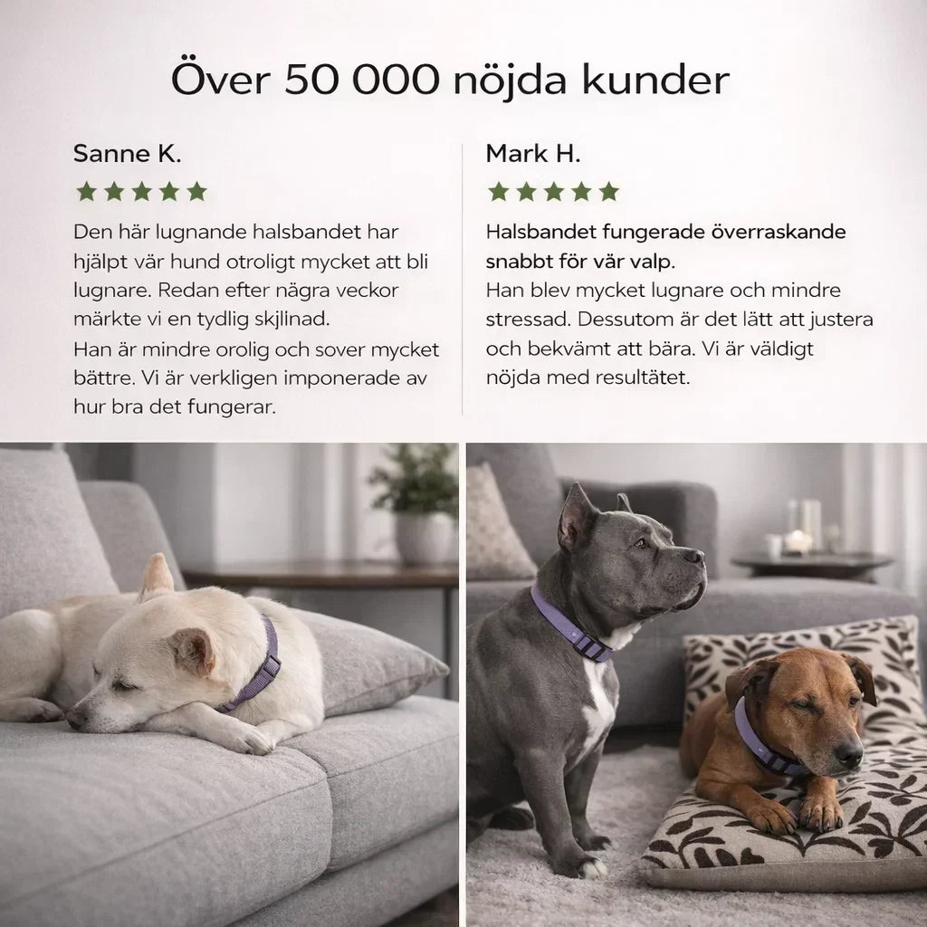FästingFri – Skydd som håller din hund trygg utomhus