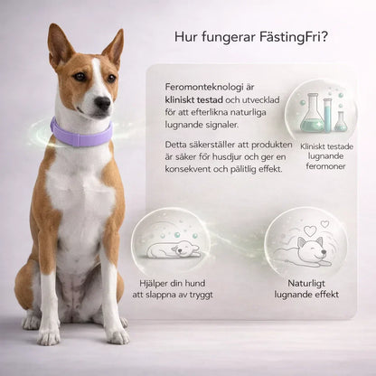 FästingFri – Skydd som håller din hund trygg utomhus