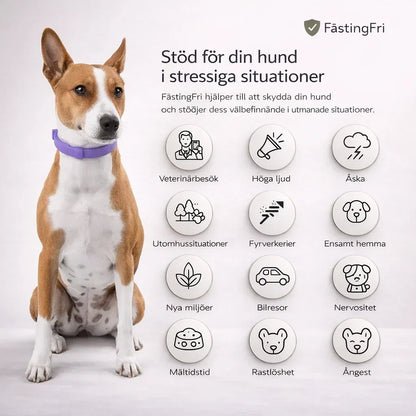 FästingFri – Skydd som håller din hund trygg utomhus